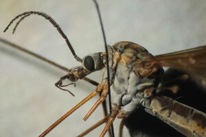 Tipula couckei