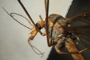Tipula fascipennis
