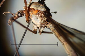 Tipula maxima