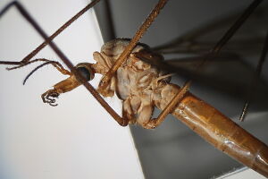 Tipula nubeculosa