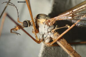Tipula submarmorata