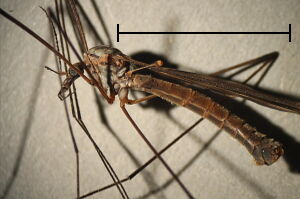 Tipula subvafra