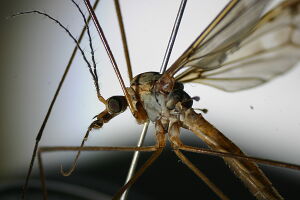 Tipula unca