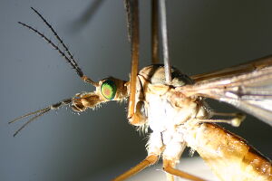 Tipula vernalis