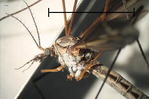 Tipula vittata