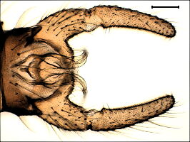 Trichocera annulata