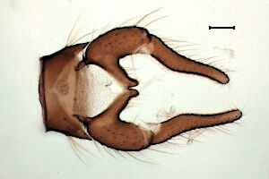 Trichocera dahlae