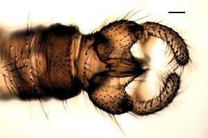 Trichocera forcipula