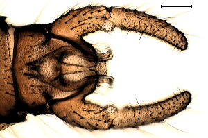 Trichocera pappi