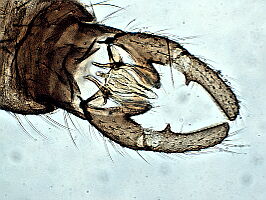 Trichocera parva