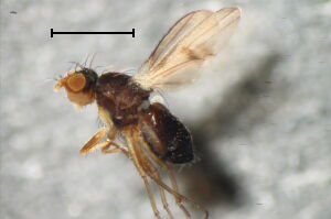 Trixoscelis obscurella