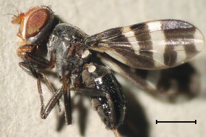 Ulidiidae