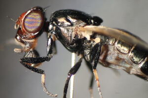 Physiphora alceae