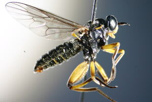 Solva marginata