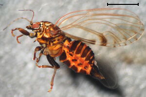 Cacopsylla crataegi