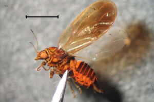 Cacopsylla pruni