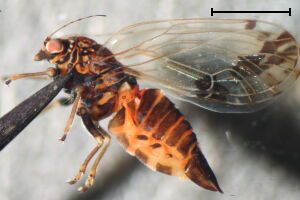 Cacopsylla pulchella