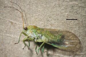 Psylla betulae