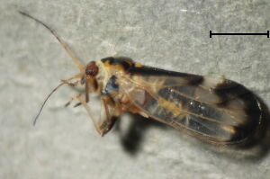 Psyllopsis fraxini