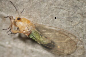 Trioza urticae